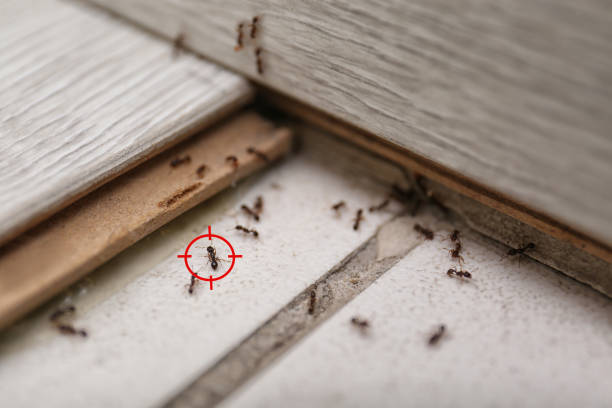 Best Insect Control  in Fiskdale, MA