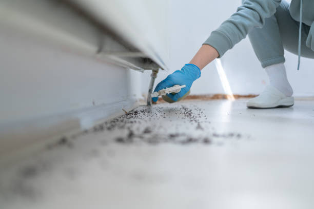Best Local Pest Control Services  in Fiskdale, MA